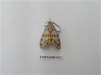 藏品(尺蛾123.a)的圖片